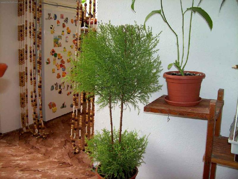 Foto: cyp�i�ek